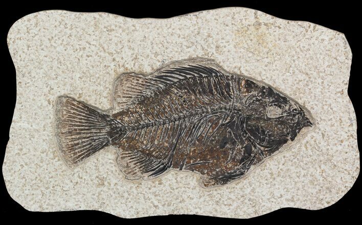 Cockerellites (Priscacara) Fossil Fish - Hanger Installed #51058